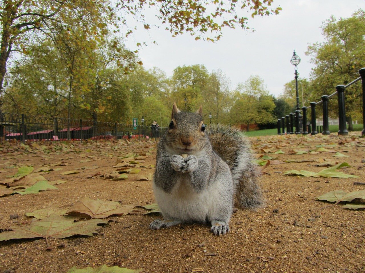 grey squirrel, park, london