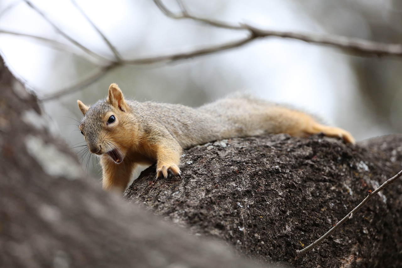 squirrel, animal, tree