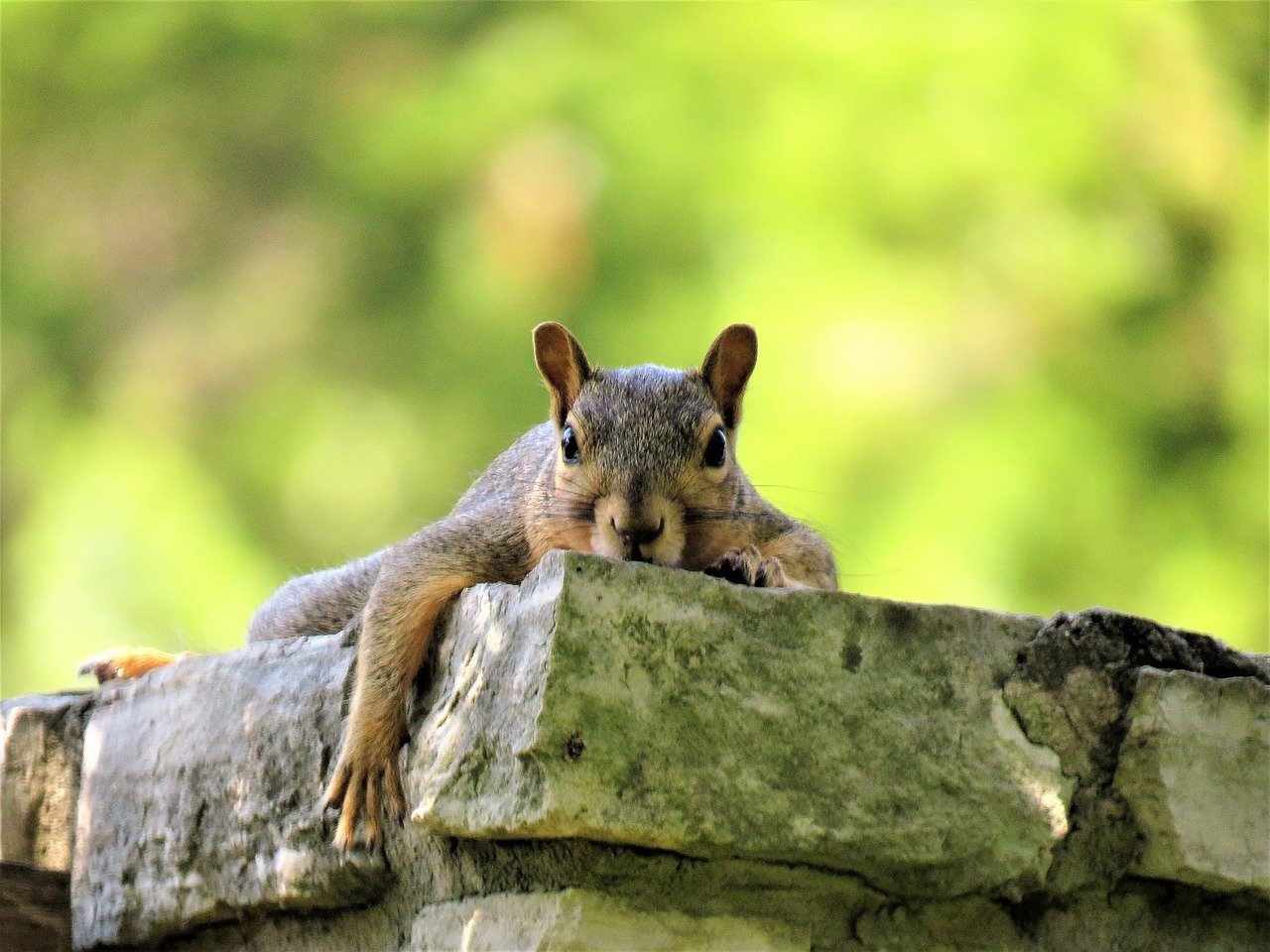 squirrel, cute, brown and gray