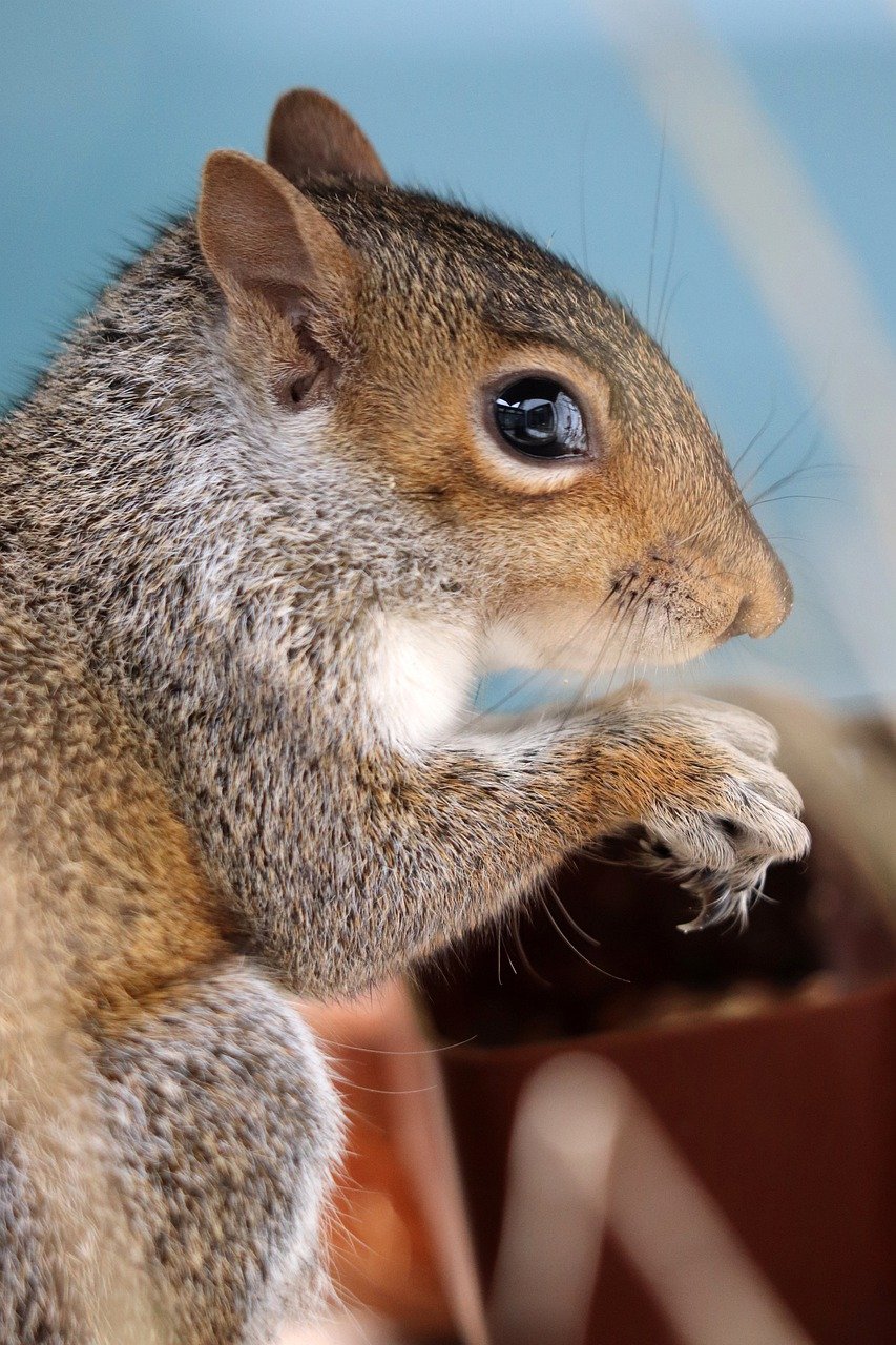 squirrel, grey squirrel, rodent